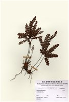 藏品(千年桐(扇葉鐵線蕨))的圖片